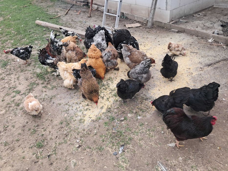 Familii sau separat gaini de rasa