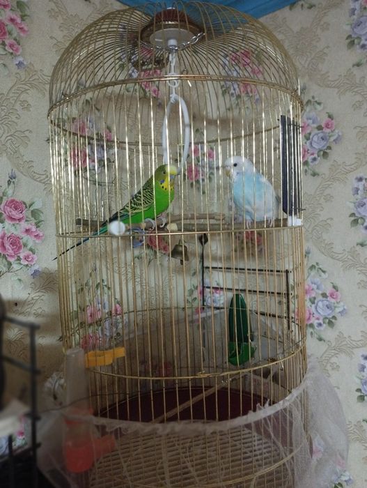 Продам попугаев с клеткой