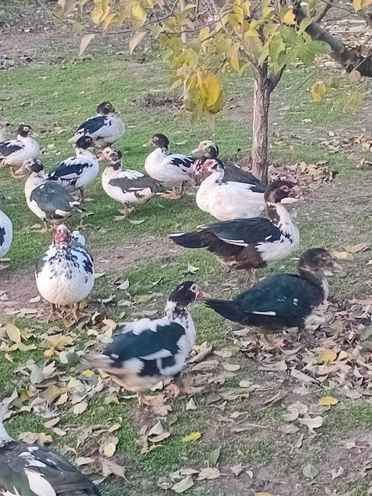 Vand rate si ratoi lesesti  sumt de anul acesta