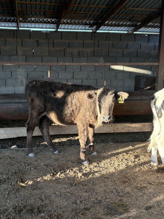 Бузау Еркек малдар сатылады