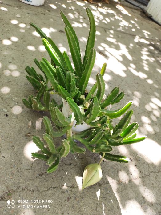 Комнатный цветок. 2000 тг