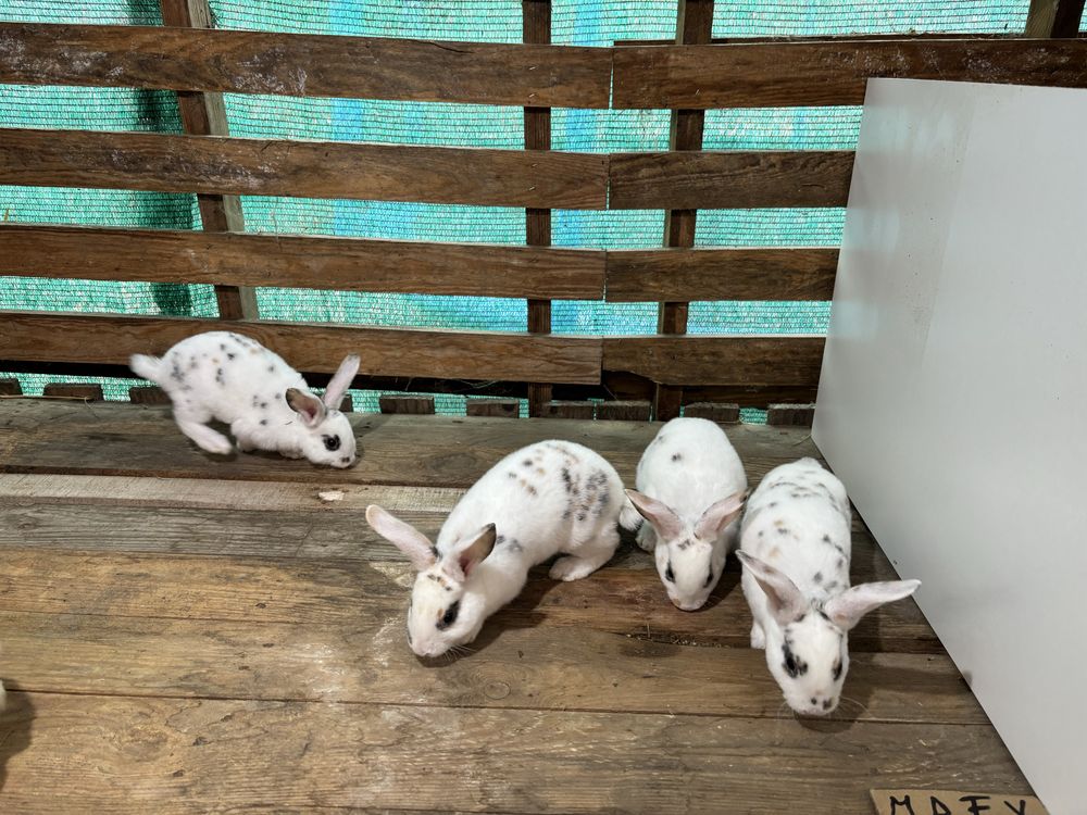 Rex tricolor si dalmatian