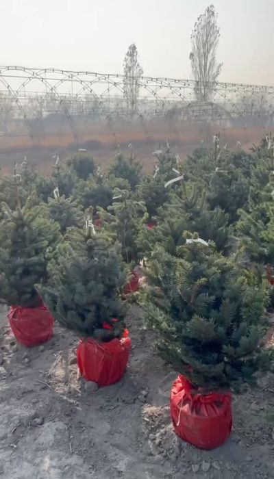 Голубая ель Арчалари