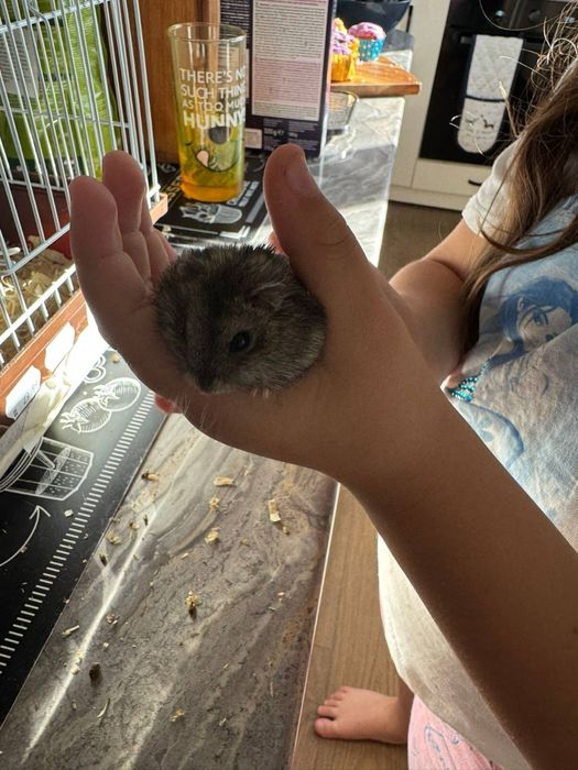 Подарявам хаместери