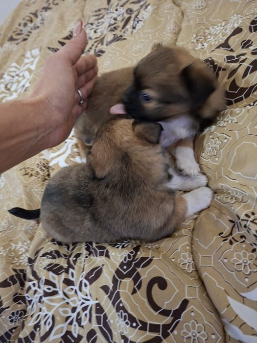 Две момичета пекинез 100 лв