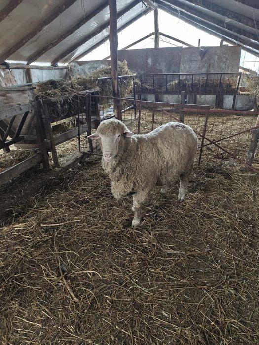 Berbec merinos de vânzare