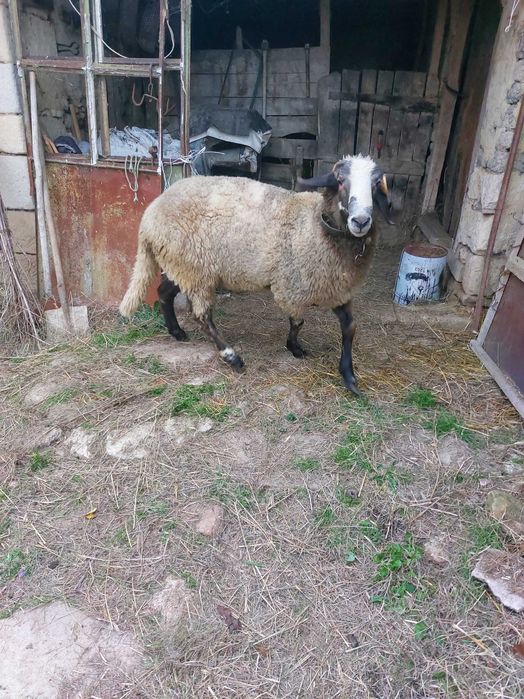 Продавам коч на година и половина