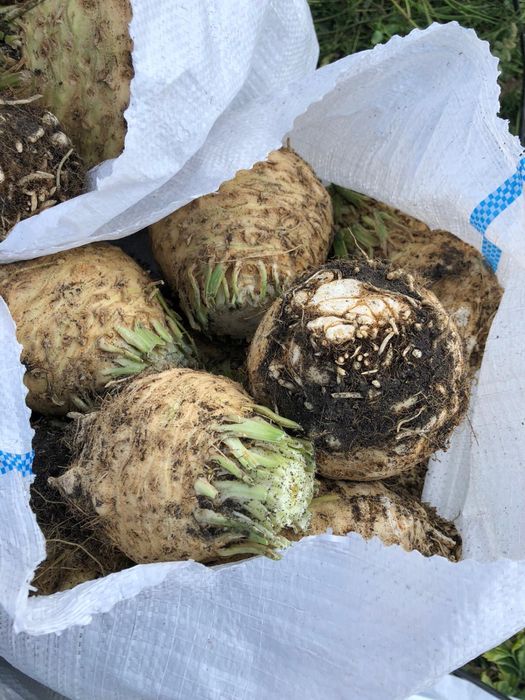 Vand telina Rex F1 hibrid