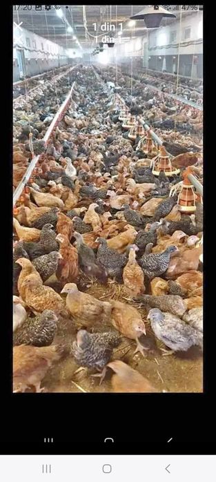 Vindem pui de carne pui rasă mixtă rate gaini albe și gaini roși .