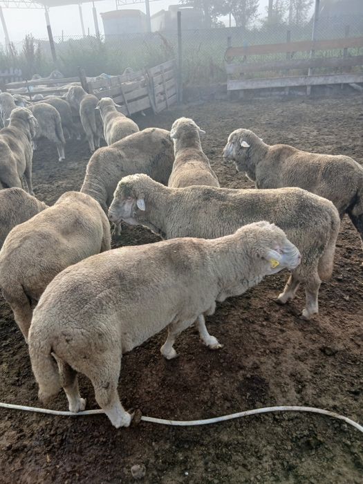Vând berbeci merinos de palas