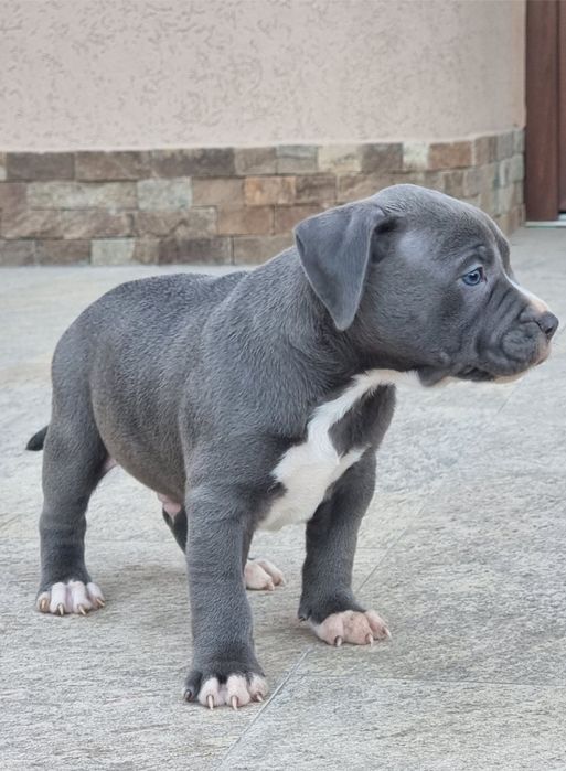 Pui de excepție cu pedigree FCi pentru familii iubitoare