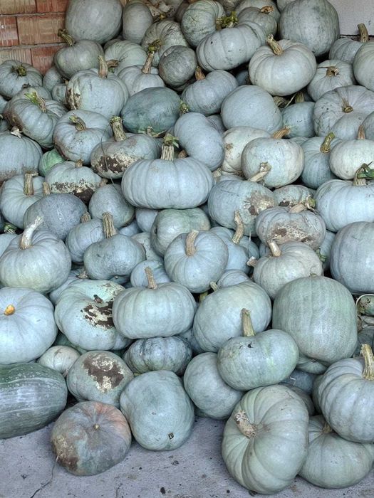 De vanzare! Dovleac plăcintar .Dovleac de copt. Simsom,Matilda