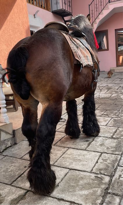 Vând armasar Ardenez