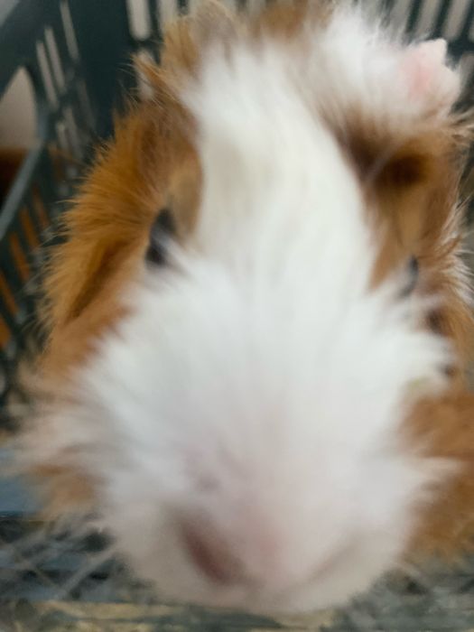 Продается Морская свинка короевская со всеми приспособлениями