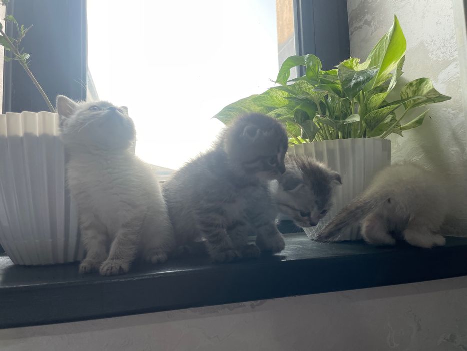 koshka vislouxo porodistiy страйт