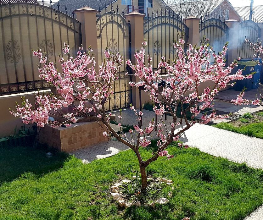 Pomi fructiferi pitici