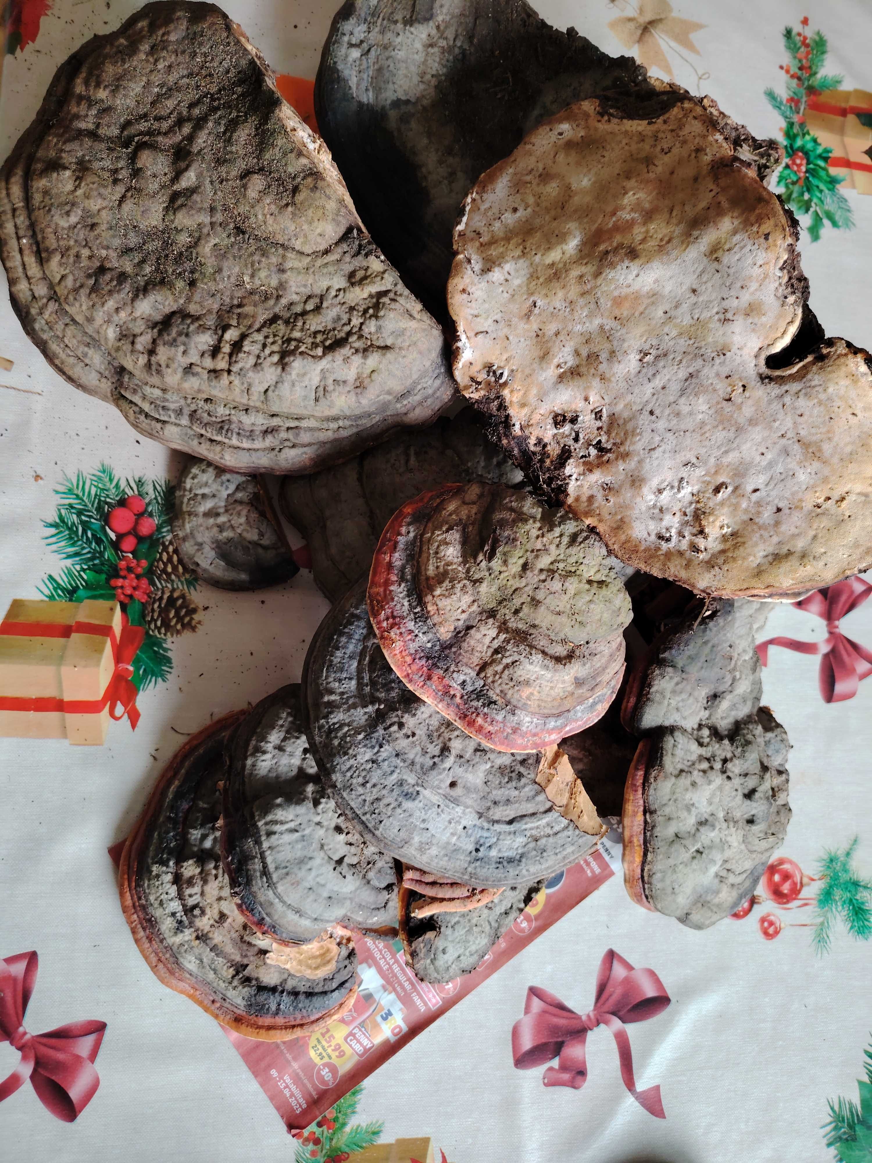 Ciuperci medicinale, FOMITOPSIS PINICOLA, bucati