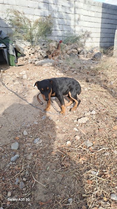 30000 т .Ягтерер күшіктері сатылады