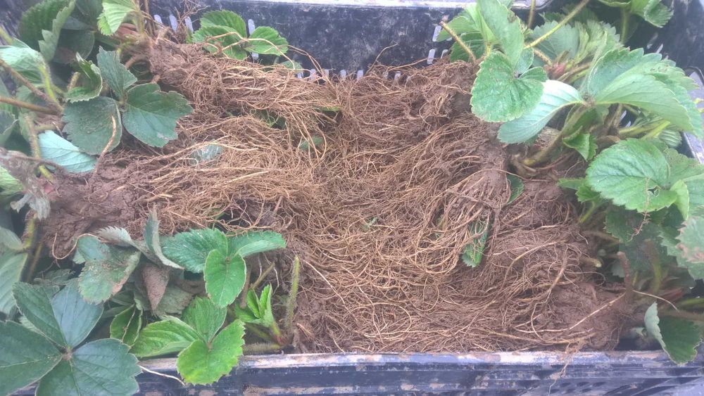 Stoloni de căpșuni  -soi remontant 1,5lei/buc– soi unifer – 1 lei/buc