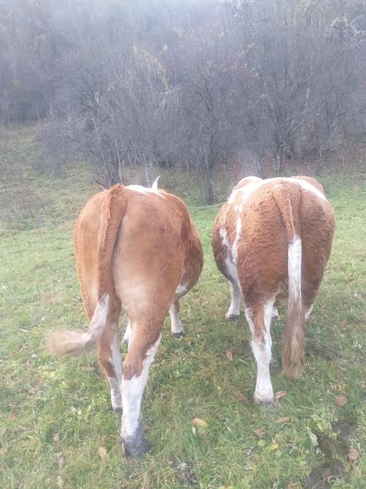 Boii de vanzare cuminți