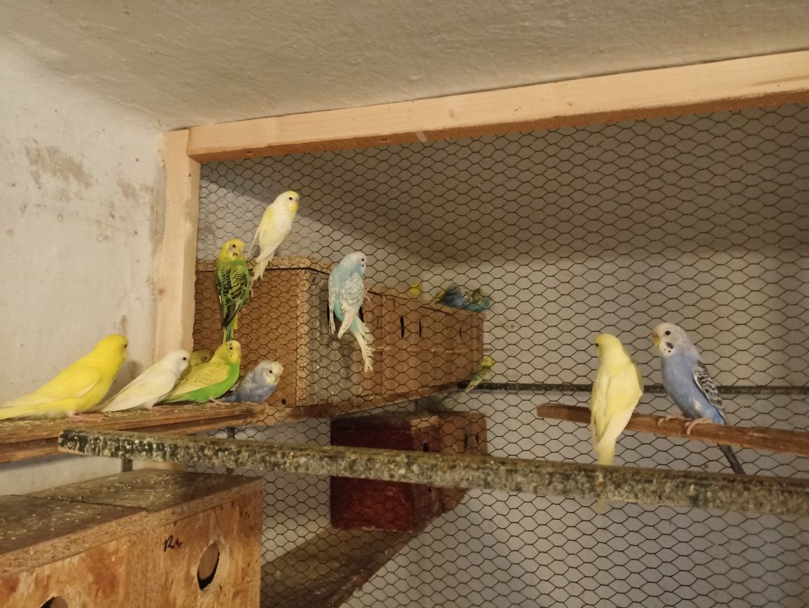Papagali peruși de diferite culori