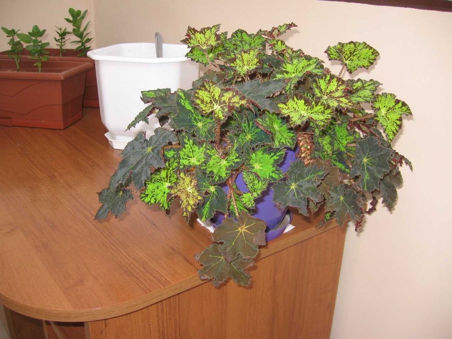 Canon PowerShot A520