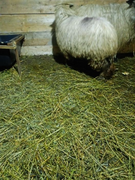 Oii țurcane bucălaie