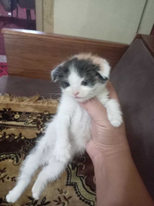 Шиншилла зотли мушукчалар