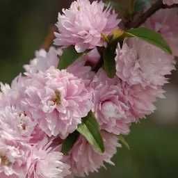 Butas / Răsad pt plantat de Trandafir Domnesc sau Kerria Japonica