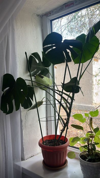 Срочно комнатные цветы