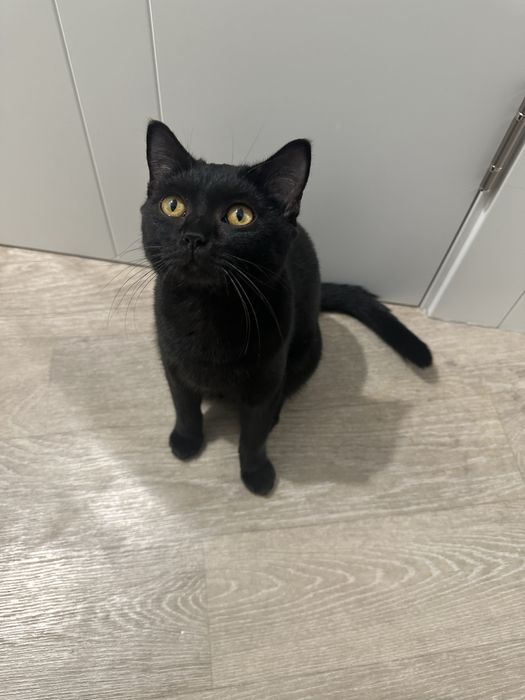 Нашел кошку. Отдам бесплатно в добрые руки