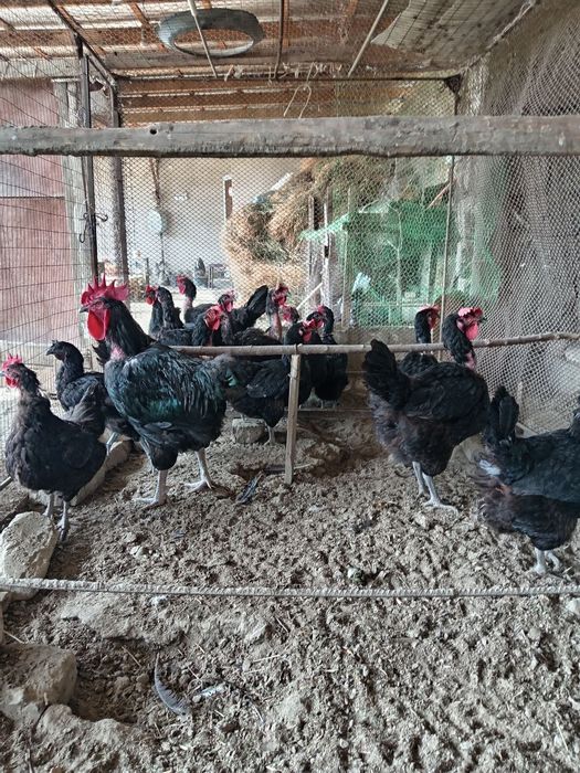 Жуда катта товук ва хурозлар жерси ва кора шахзодалар сотилади