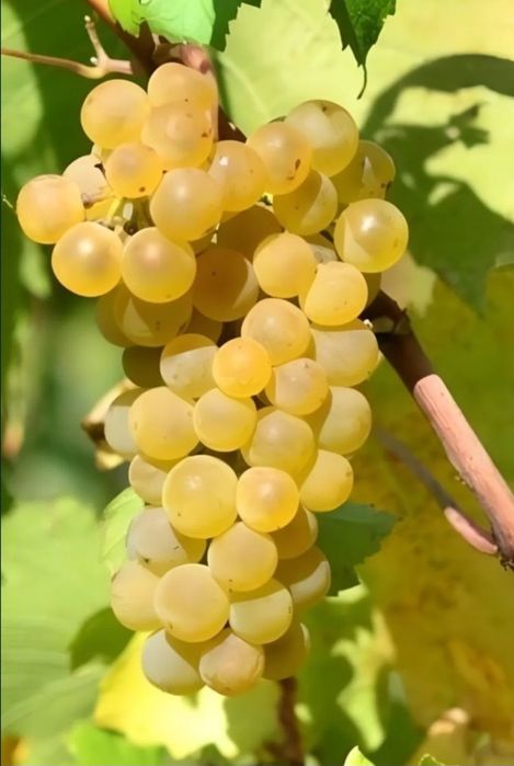 Vând struguri pentru vin