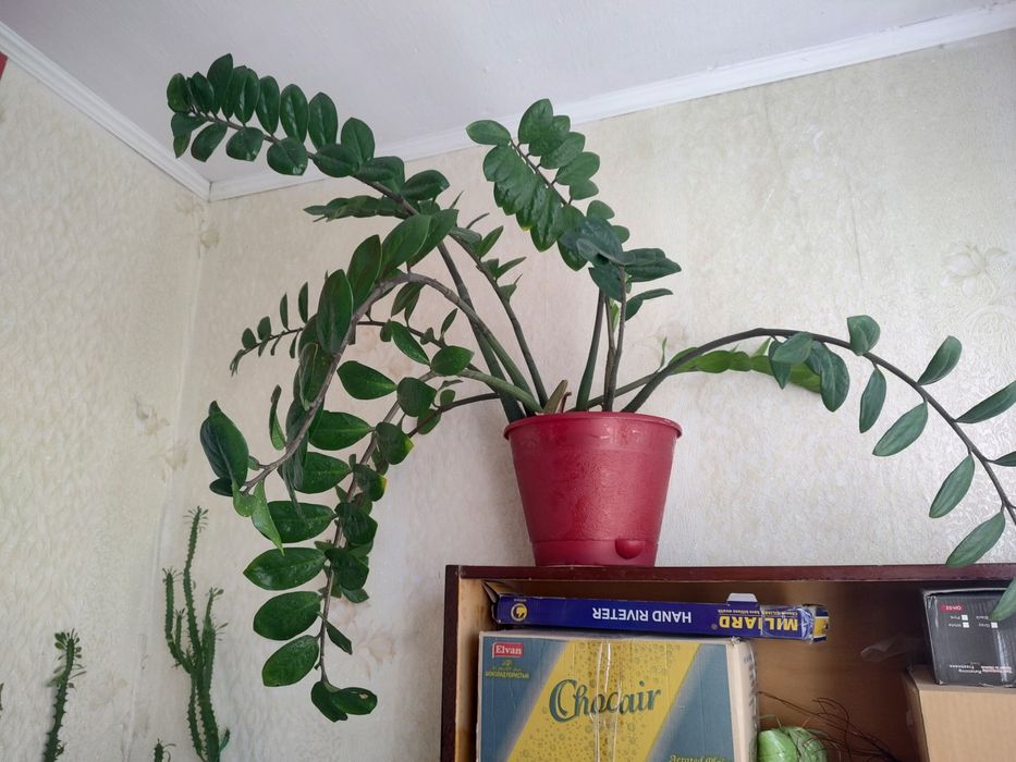 Комнатные растения