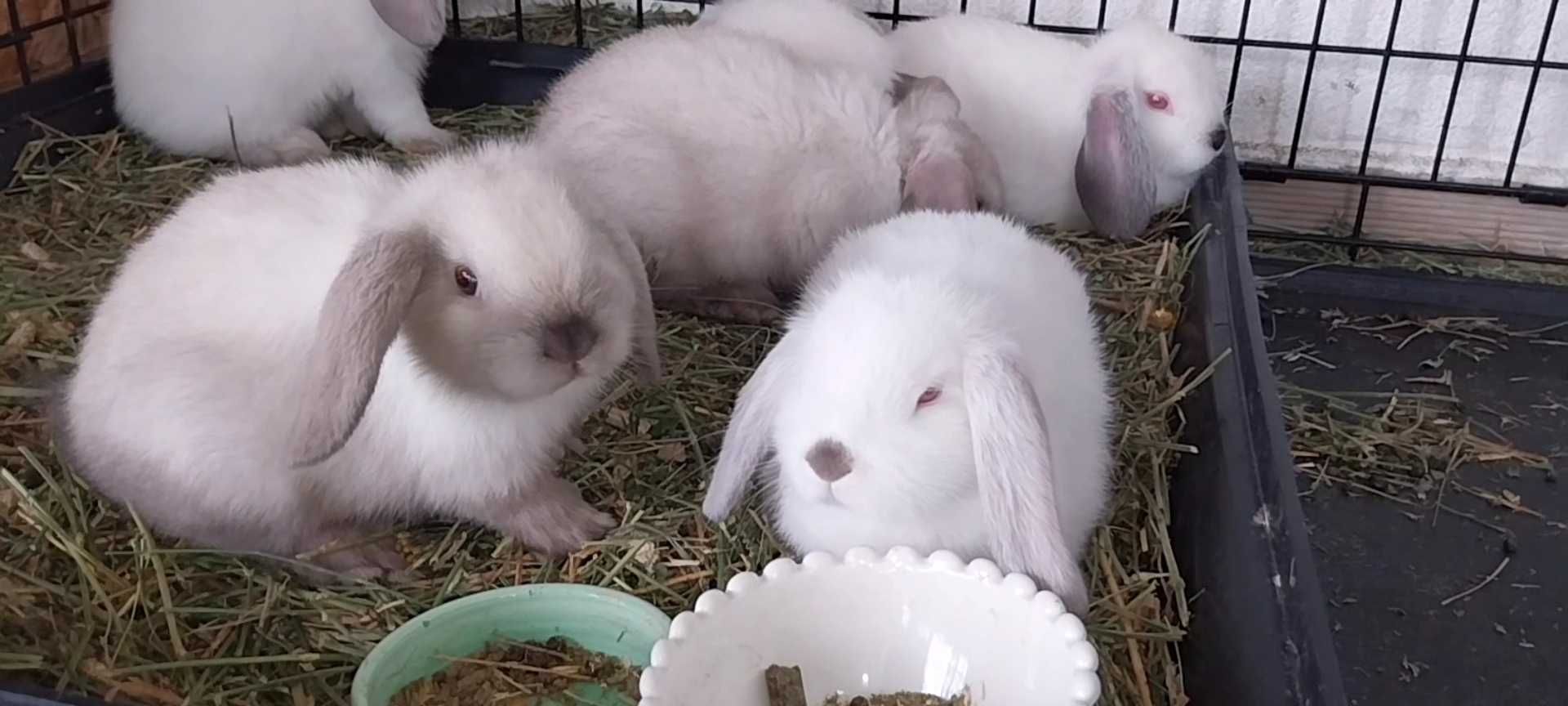 Iepure Pitic de Companie Iepurasi Mini Lop Holland Lop Berbec Pitic