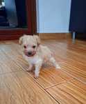 Maltipoo /maltipo băiat mini toy Transport GRATUIT în toată ROMÂNIA