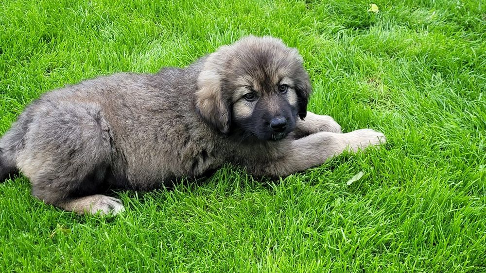 Ciobanesc caucazian talie mare masculi.