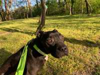 Staffordshire Bull Terrier spre adoptie