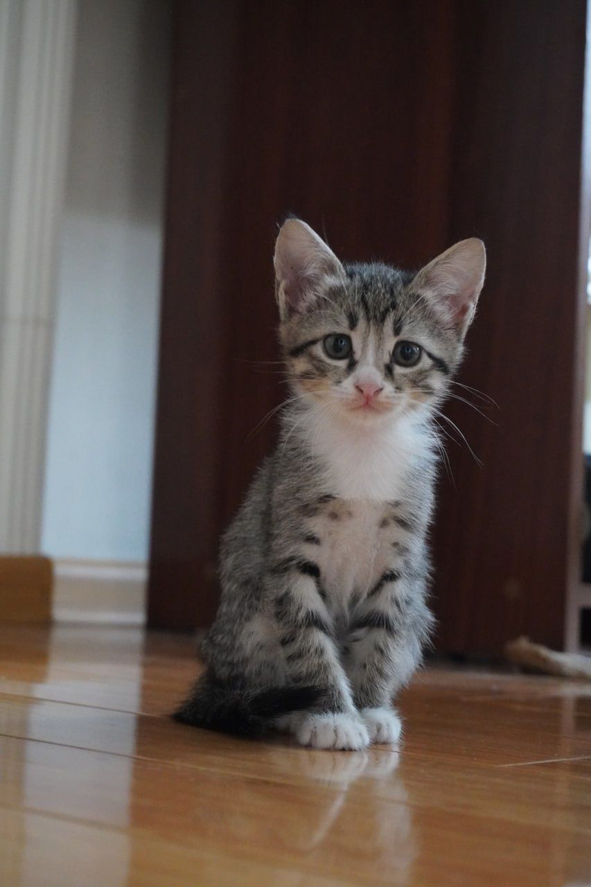 Котята бесплатно в добрые руки