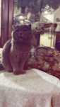 Шотландский вислоухий кот.
