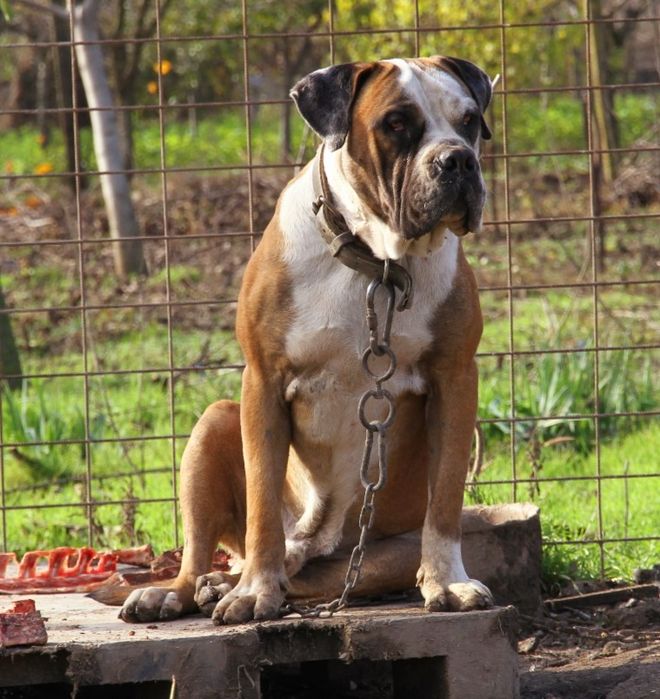 Jack – Mascul Presa Canario  1.4 ani