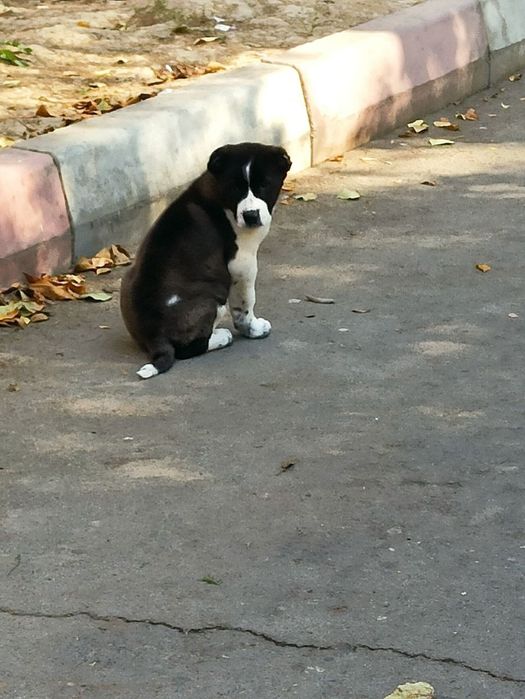 Шеночки алабаев чистокровные