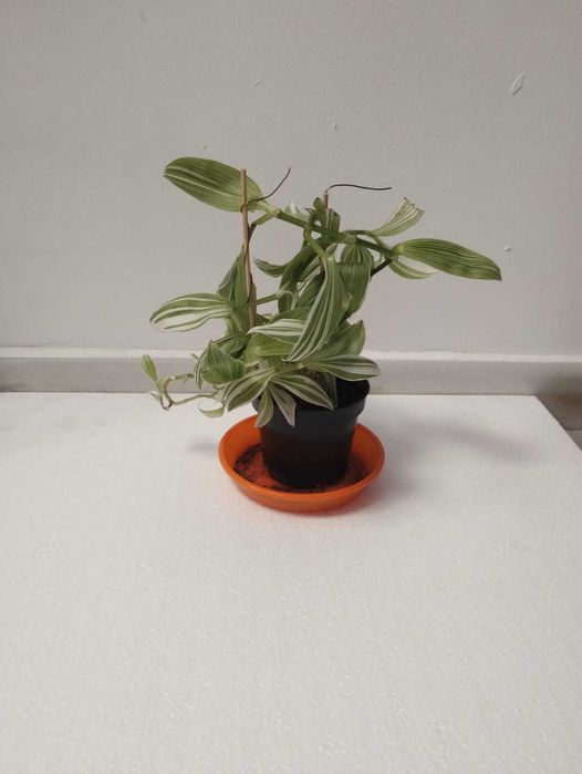 Planta decorativa tradescantia alb / mov