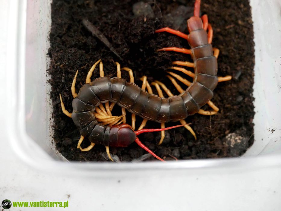 Скрлопендра «Scolopendra subspinipes»