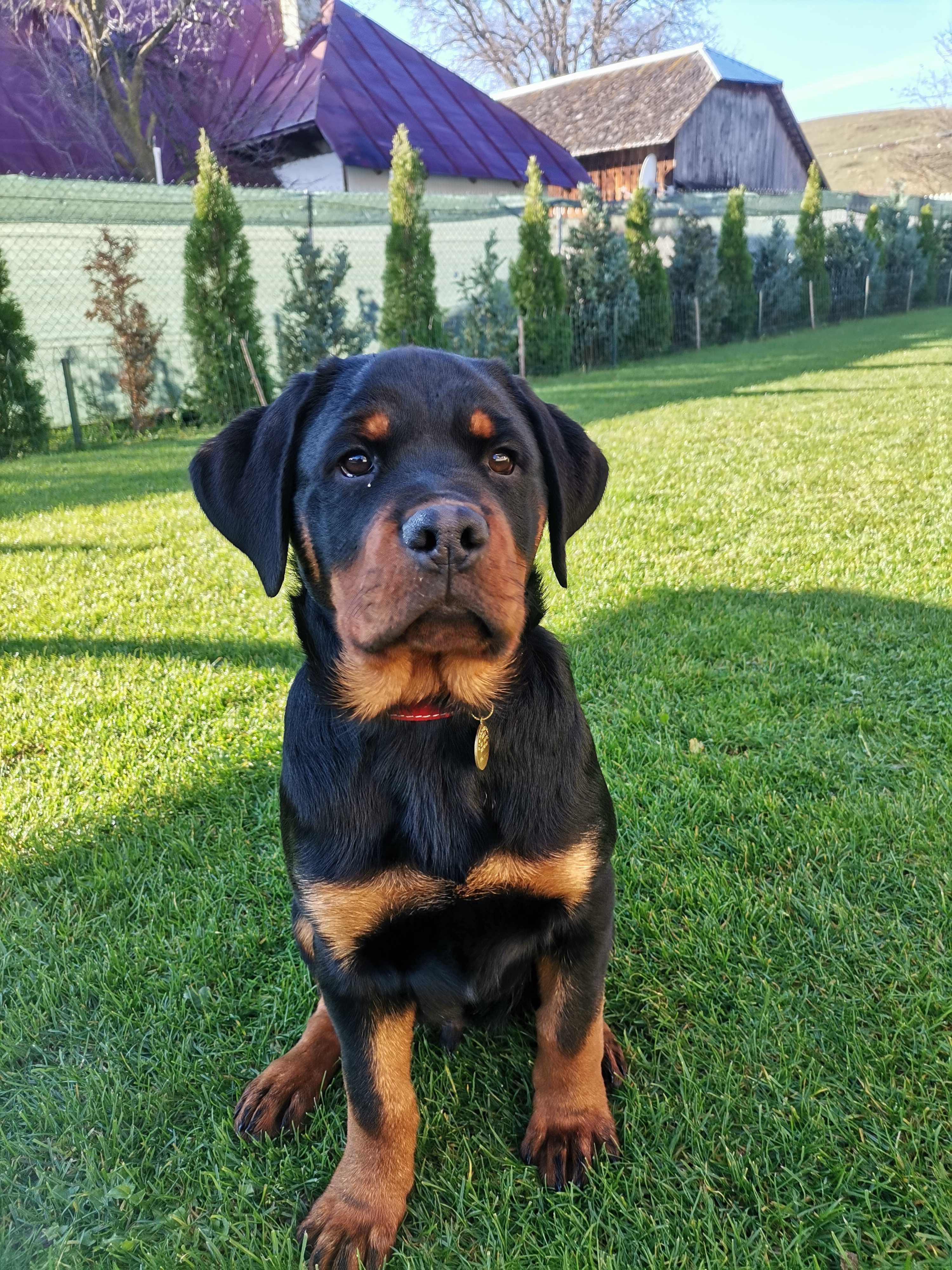 Pui Rottweiler talie mare
