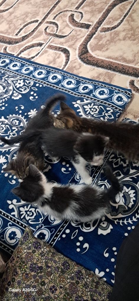 Mushuk bollari bor kimga kerak boʻlsa