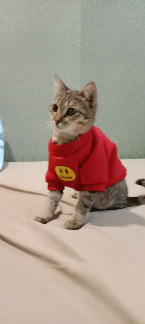 Одежда для кошек (котов)