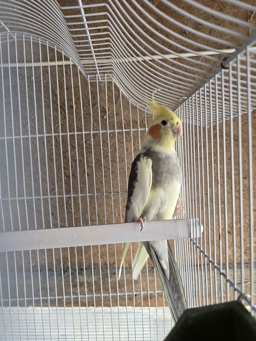 Papagal mascul nimfa