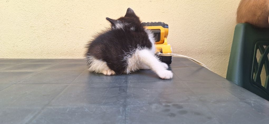 Donez pui de pisicuțe  donez pisici au o luna