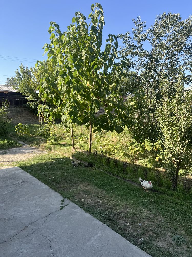 Куктерек да 3 сотик ер участка сотилади